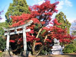 足羽神社のモミジ