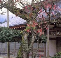 紅梅