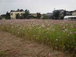 あわら市清王