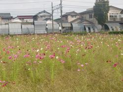 坂井市大味