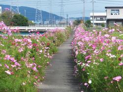 鯖江市新横江