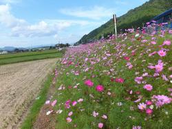 越前市余川