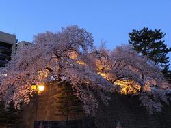 福井城址夜桜１