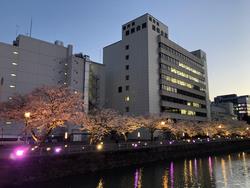 福井城址夜桜２