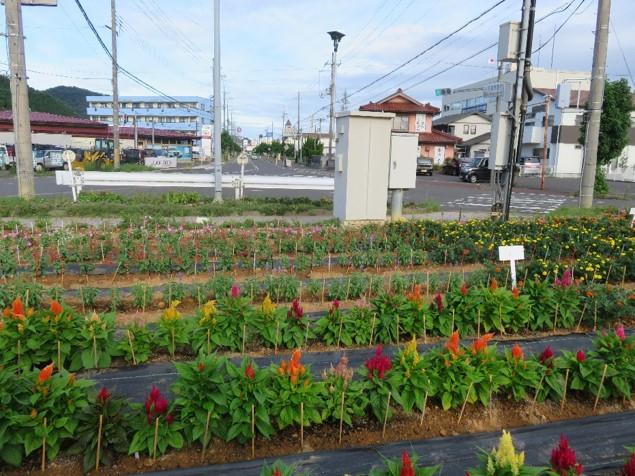 小浜市明るい社会づくり推進協議会