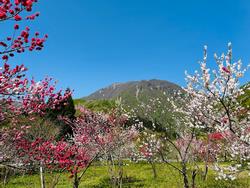 勝山花桃2