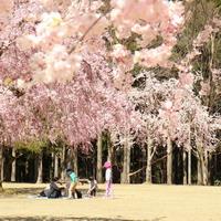 しだれ桜