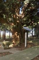 八幡神社の社叢林