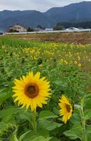 栃原のヒマワリ畑