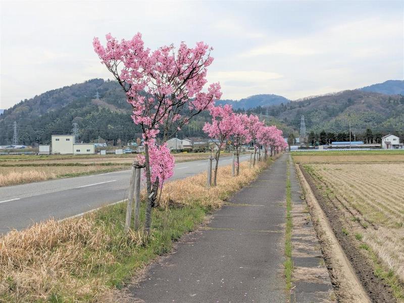 さくら街道写真