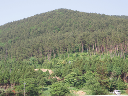 特別防除によって守られている松林