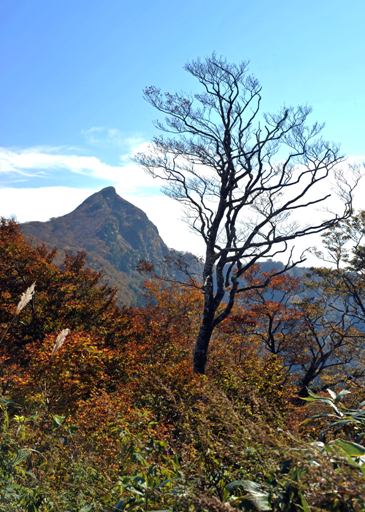 秋の冠山林道