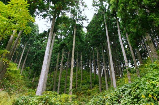 山城への道