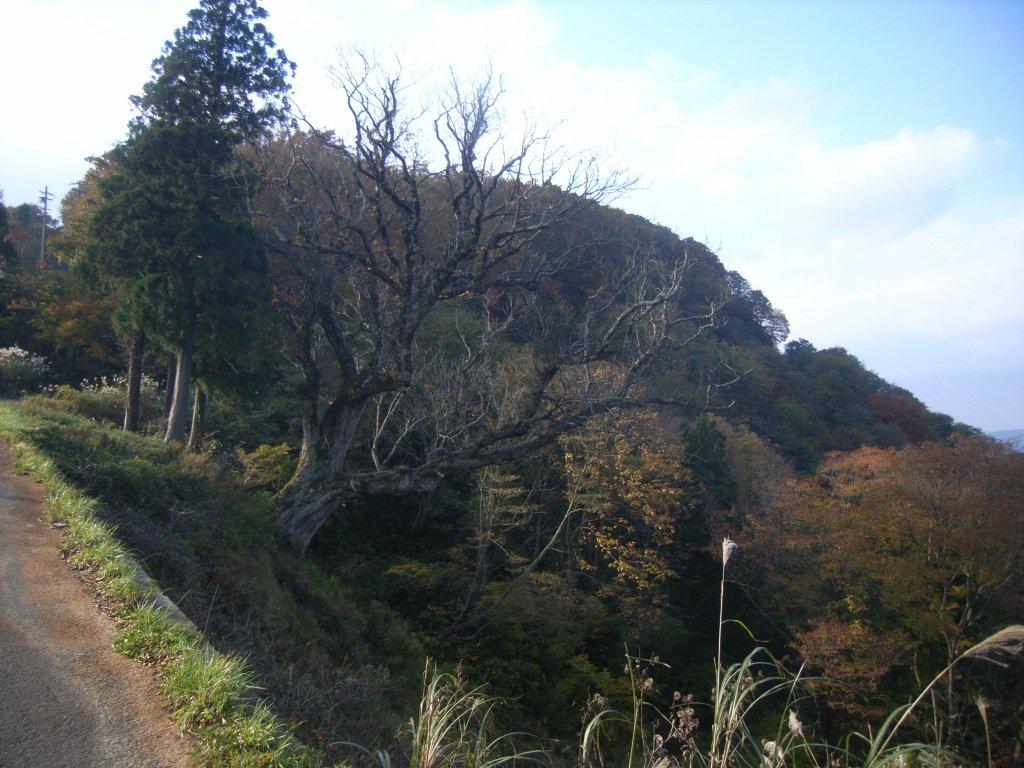 大栃の秋