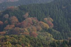 08.杉と紅葉