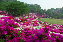 西山公園のツツジ