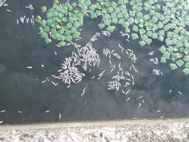 魚へい死