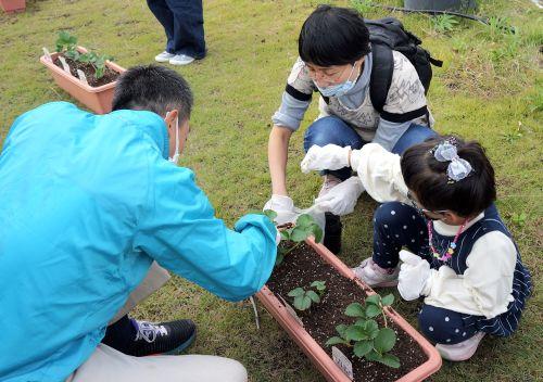 いちご植付け