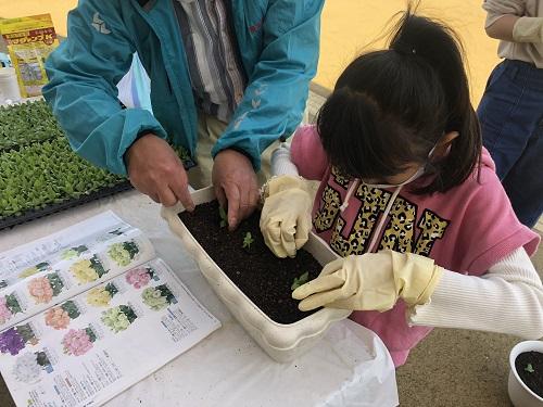 トルコキキョウ植え付け体験