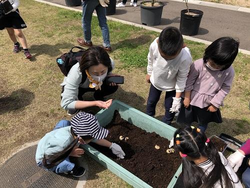 カブトムシ幼虫ほりだし