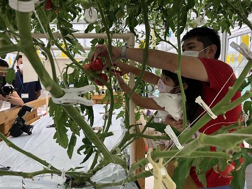巨木トマト収穫体験