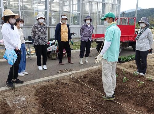 イチゴ苗植え付け