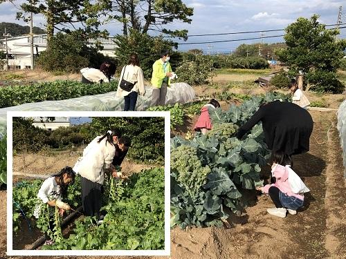 秋野菜収穫体験