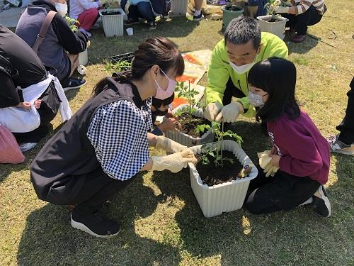 ミニトマト植え付け体験