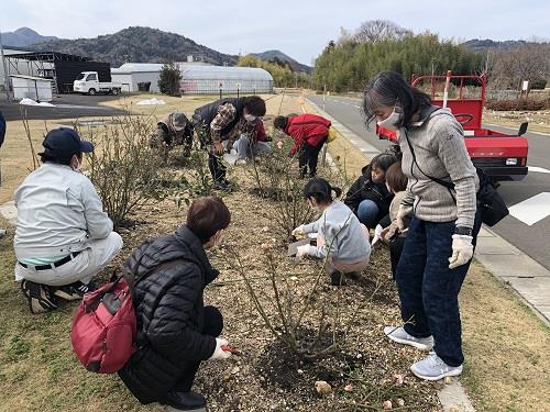 バラ剪定方法