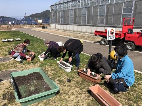 ラベンダー植え付け