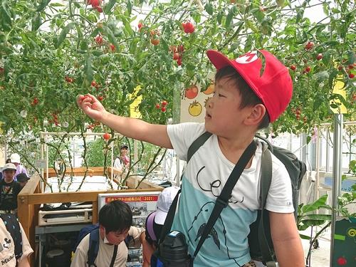 粟野地区児童クラブ(トマトの収穫体験)
