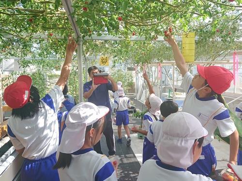 木山小学校４年生、５年生遠足(トマトの収穫体験)
