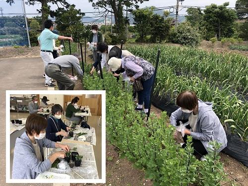 盆菊の挿し芽をやってみよう