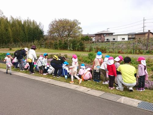 みずうみ保育園 (園内散策、草花観察)