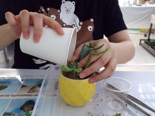 多肉植物の寄せ植え
