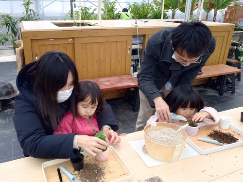 多肉植物の植え替え(いつでもできる体験)