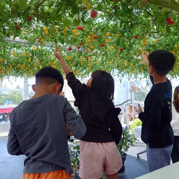 トマト収穫体験