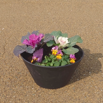 お花のプチ寄せ植え