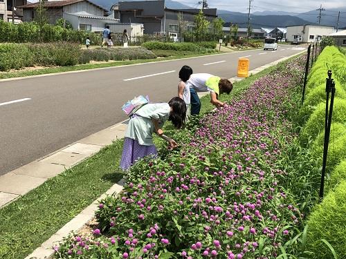 千日紅の摘みとり体験