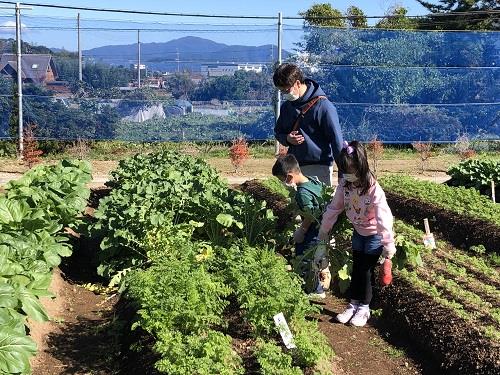 秋野菜収穫体験