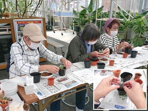 多肉植物の寄せ植え体験