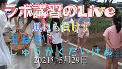 玉ネギ収穫体験