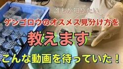 ゲンゴロウ雄雌見分け方