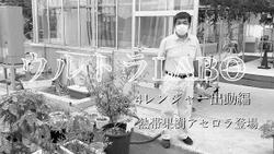 アセロラ