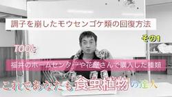 モウセンゴケ１