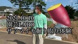 いも堀り体験