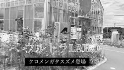 クロメンガタスズメ