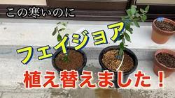 フェイジョア植え替え