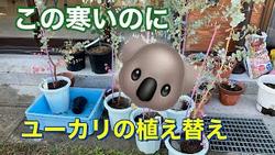 ユーカリ植え替え