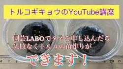 トルコギキョウYouTube講座